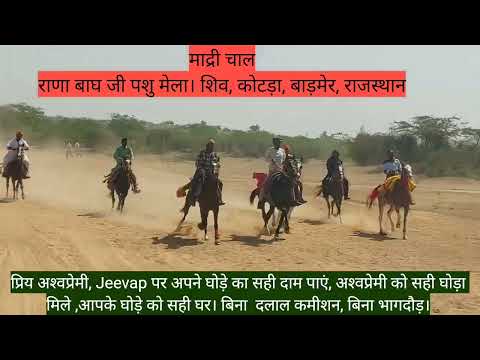 माद्री चाल , राणा बाघ जी पशु मेला,कोटड़ा, शिव, बाड़मेर, राजस्थान Sindhi Horse Race
