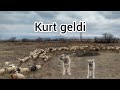 Kurdun oyununu kpekler bozdu  barutun nden canavar ikti resmen wolf attack