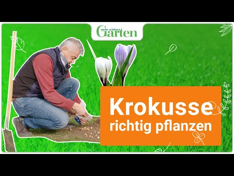 Video: Krokusse Bis Zum 8. März Erzwingen