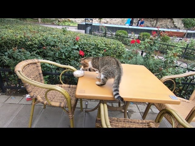 Hyperactive cat is playing with sugar bowl at the cafe