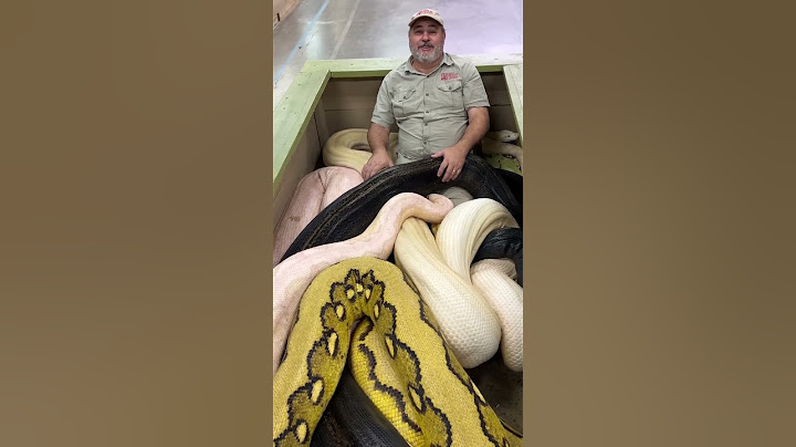 20ft Python Bit The Cameraman! 😱 🐍