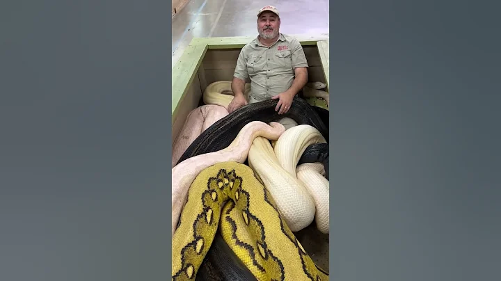 20ft Python Bit The Cameraman! 😱 🐍 - DayDayNews