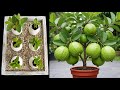How To Grow Guava Trees From Cutting, growing guava trees from cutting with bananas trees