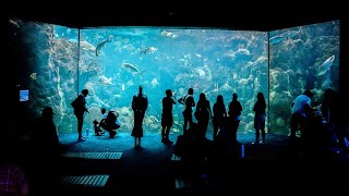 Exploring Florida's Aquatic Wonders: A Tour of Two Stunning Aquariums