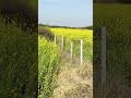 देर से बुवाई वाली सरसों