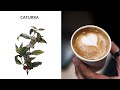 What is caturra  single origin varietal coffee explained