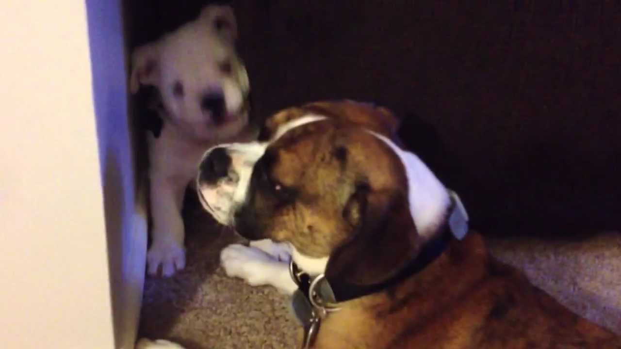 9 week old English bulldog and 1 year old mini bulldog playing YouTube