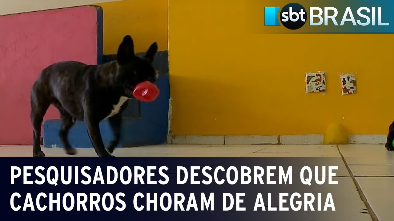 Pesquisa revela que cães choram de alegria ao reencontrarem seus donos | SBT Brasil (24/08/22)