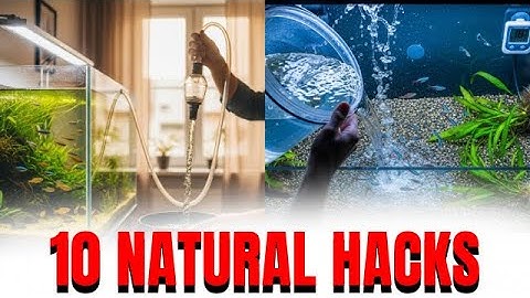 10 Tricks to Reduce Algae in Your Aquarium Naturally