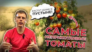 Самые неприхотливые томаты. Будут расти даже в пустыне :)