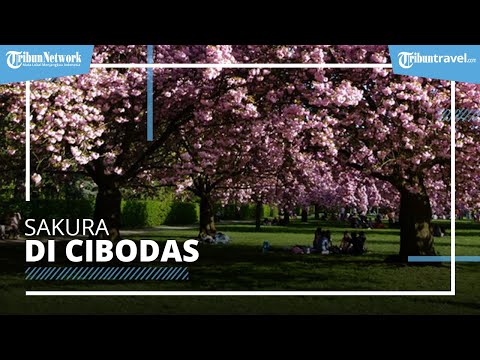 Video: Mengapa Bunga Sakura Yang Mekar Berlimpah Tidak Menghasilkan Buah?