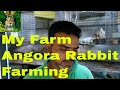 Angora Rabbit Farming