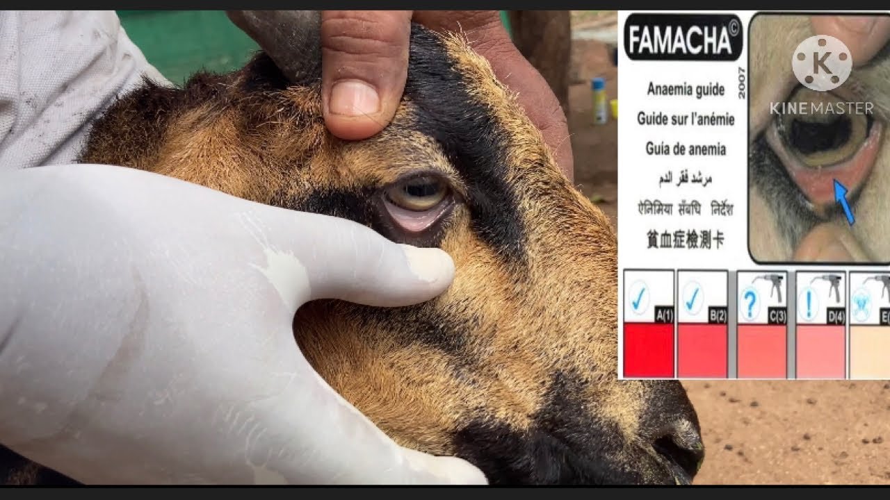 famacha score and deworming for goats and sheeps - YouTube