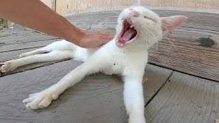 縁側に白猫がいたのでナデナデしたらゴロゴロ懐いてきた