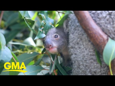 Video: Pet Scoop: Mama Koala Datang ke Penyelamatan Joey, TSA K9 Dinamakan untuk 9/11 Hero Pensiun