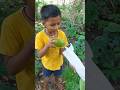 Mango 🥭 | अपने फार्म का आम | #mango #fruit #garden #shorts #viralvideo #arijitsingh