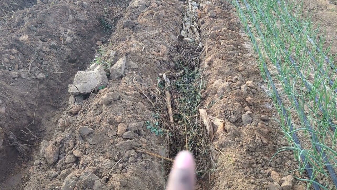 TOMATO LAND PREPARATION -PART 1