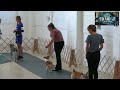Dog Show | 2023 Sheridan County Fair