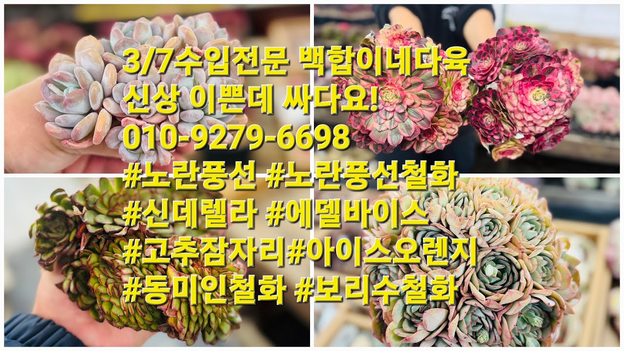 3/7수입전문 백합이네다육!신상 이쁜데 싸다요!010-9279-6698 #노란풍선 #노란풍선철화 #신데렐라 #에델바이스 #고추잠자리#아이스오렌지 #동미인철화 #보리수철화