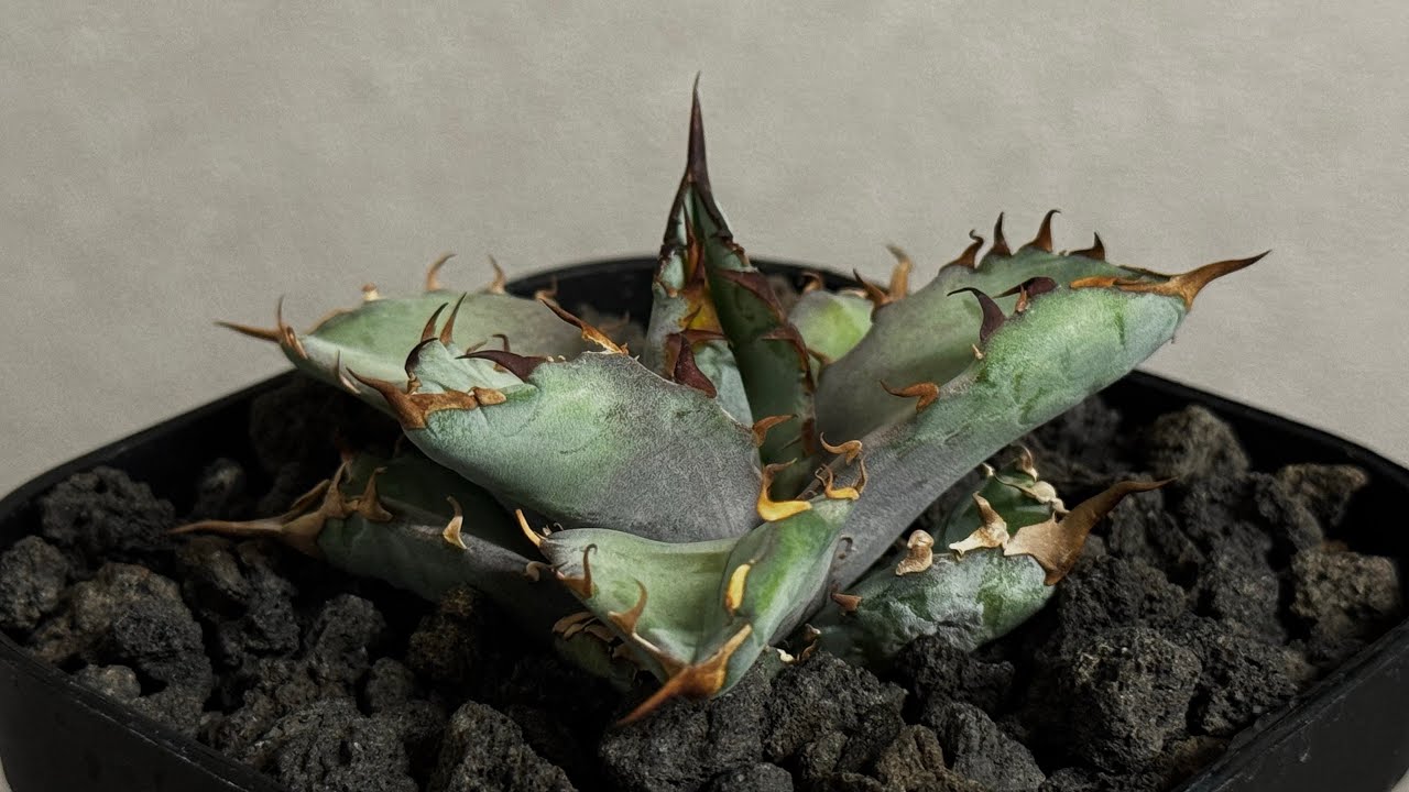 Yahoo!オークション - 186Agave titanota Dragon glow アガベ TGK便NLD
