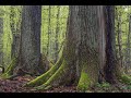          wwf  oldgrowth forest documentary