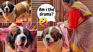 Tyzuu’s after bath drama😂❤️🐶 by Tyzuuu 35,070 views 8 months ago 7 minutes, 22 seconds