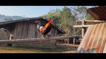 Qaib dib quas zoo 2023-2024. ไก่ต่อ ไก่ป่า.