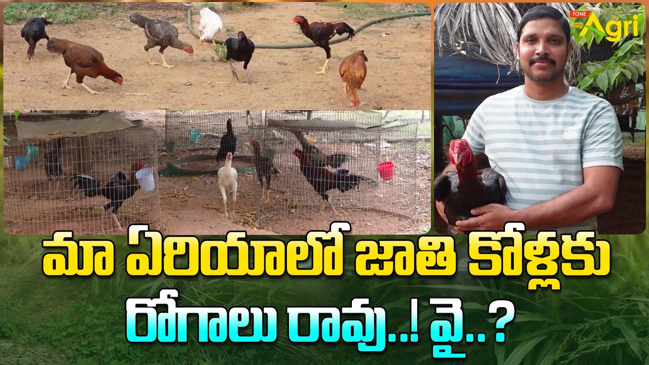 Toorpu Jathi Kollu Farming | మా ఏరియాలో జాతి కోళ్లకు  రోగాలు రావు..! వై..? Tone Agri