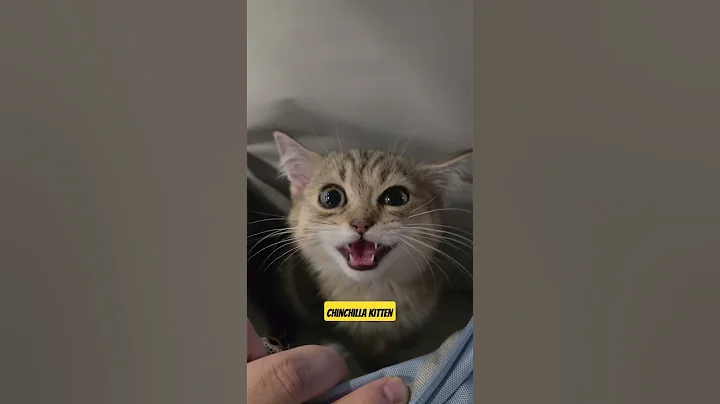 Watch the video about Hi to new Kitten 😁 .. #explore #cat #cuteanimal #cute #pets #kitten #chinchilla #shorts #funny