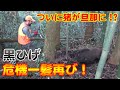【狩猟】Vol.13 黒ひげ危機一髪再び! 余裕しゃきしゃきの旦那に猪が獲った決死の一撃? ※止め刺し、出血シーンあり注意(有害鳥獣捕獲 )【わな猟】