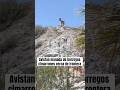 Avistan manada de borregos cimarrones cerca de frontera