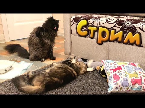 Прямой эфир с котами! / Стрим от 20 февраля 2019 г. - Прямой эфир с котами! / Стрим от 20 февраля 2019 г.