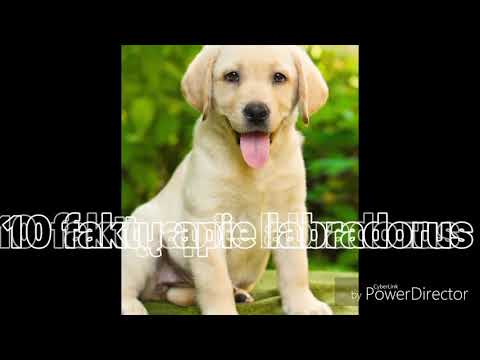 10 faktų apie labradorus