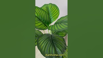 Ngắm mẫu cây giả để bàn bán chạy nhất T2_2025 #xanhvina#caygiadeban, #caygia