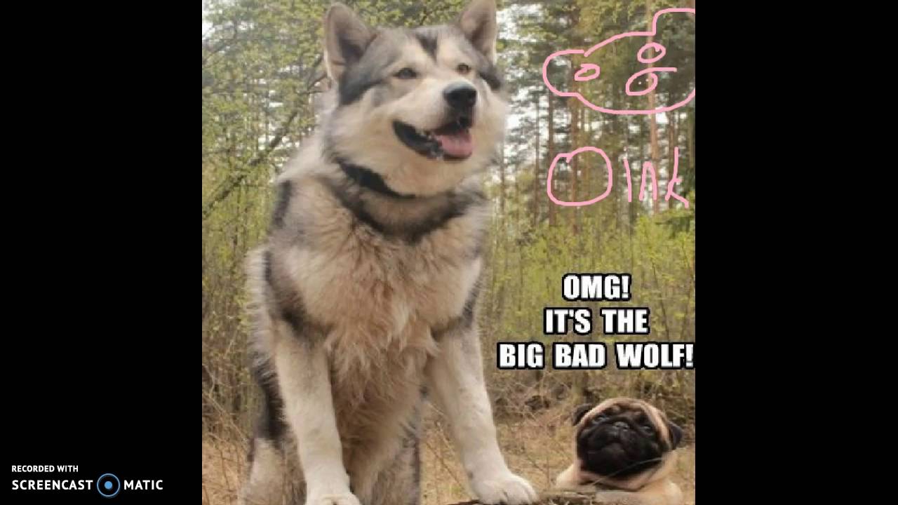 pug wolf