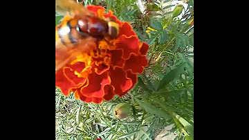 Шмели любят этот цветок!!!🌺🌺🌺Bumblebees love this flower