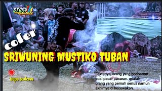 story wa || cover jaranan -sriwuning mustiko tuban