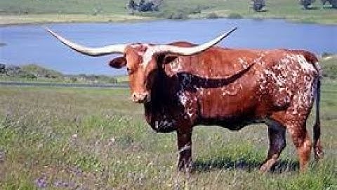 Frontier Town: The Poisoned Waterhole (Jeff Chandler - radio adventure of 1952)