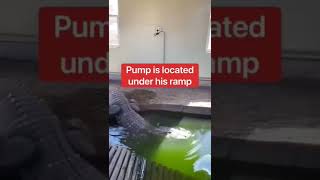 Draining The AlliGator Pool 😱 || #shorts #ytshorts #viralshorts