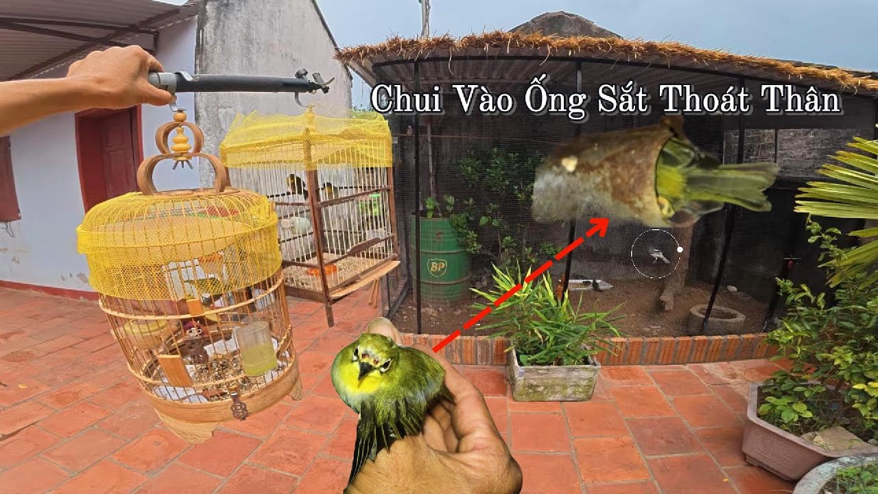 Kịch Tính Giải Cứu Con Chim Khuyên Bị Bầy Chòe Than 