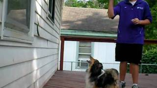 Funny dog attacks bubbles!