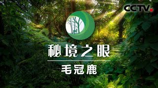 最爱“染发”的野生动物是什么？毛冠鹿一定榜上有名！ | CCTV「秘境之眼」20200902