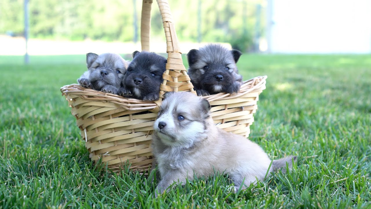 https://bowtiepomsky.com4 Beautiful Pomsky Puppies For Sale. 