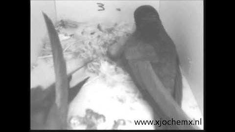 Third young Common Swift visible for the first time. June 26th 2013.