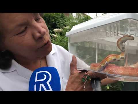 Korenslang reist van Rotterdam naar Papendrecht