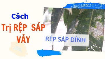 Rệp sáp dính (rệp sáp vảy) hại xoài và biện pháp phòng trị | Bác sĩ cây trồng