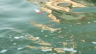 Best Trolling Lure 🎣 | Halco Lazer Pro  | Check out the Lure Action | Dive-in Lure #ChennaiFishing🎣