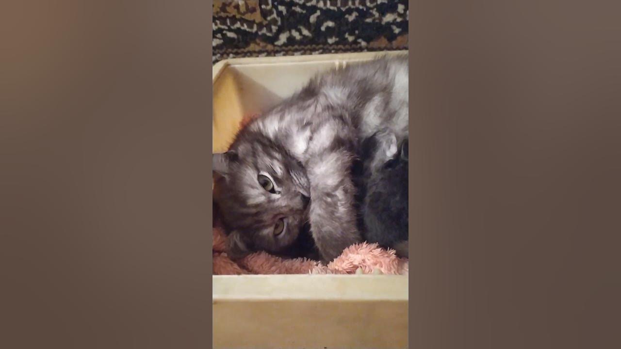 Мама з дітками - YouTube