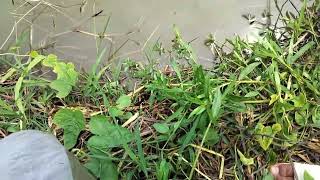 Download Lagu Sareng macha  thadokpa  MP3