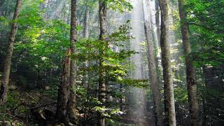 Wilderness | Wikipedia audio article